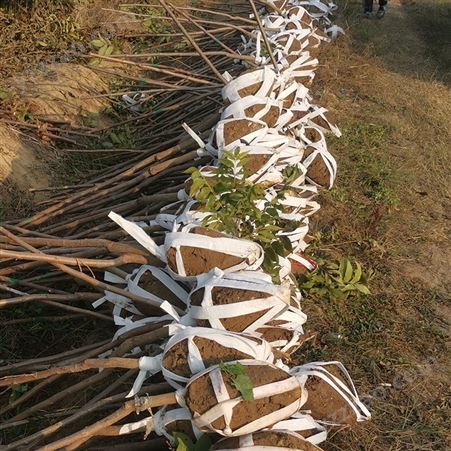 碧根果果苗基地 多品種薄皮紙殼核桃苗木 順源農業 可用于景觀