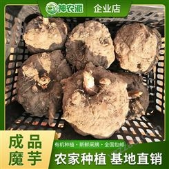 新鲜魔芋种植 现挖现卖 魔芋豆腐原料 四季供货 神农派