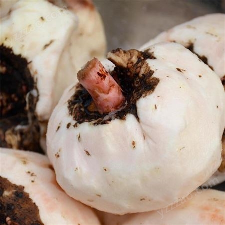 新鲜魔芋种植 现挖现卖 魔芋豆腐原料 四季供货 神农派