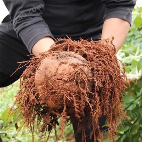 神农派魔芋种子 一代5到30克二代50到200克 四季可种植