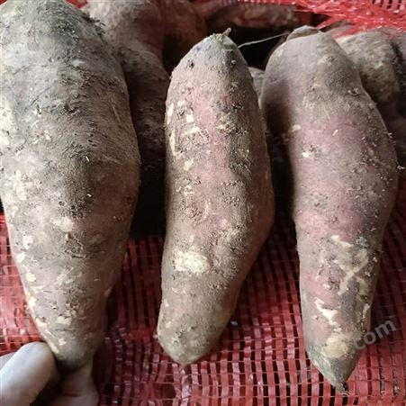 大个新鲜红薯紫薯 鲜美香甜 皮薄易剥 蒸煮烤制 顺来
