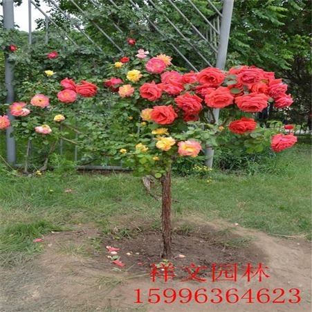 基地批发树状月季 蔷薇花苗 老桩月季品种 2-8公分月季树形苗